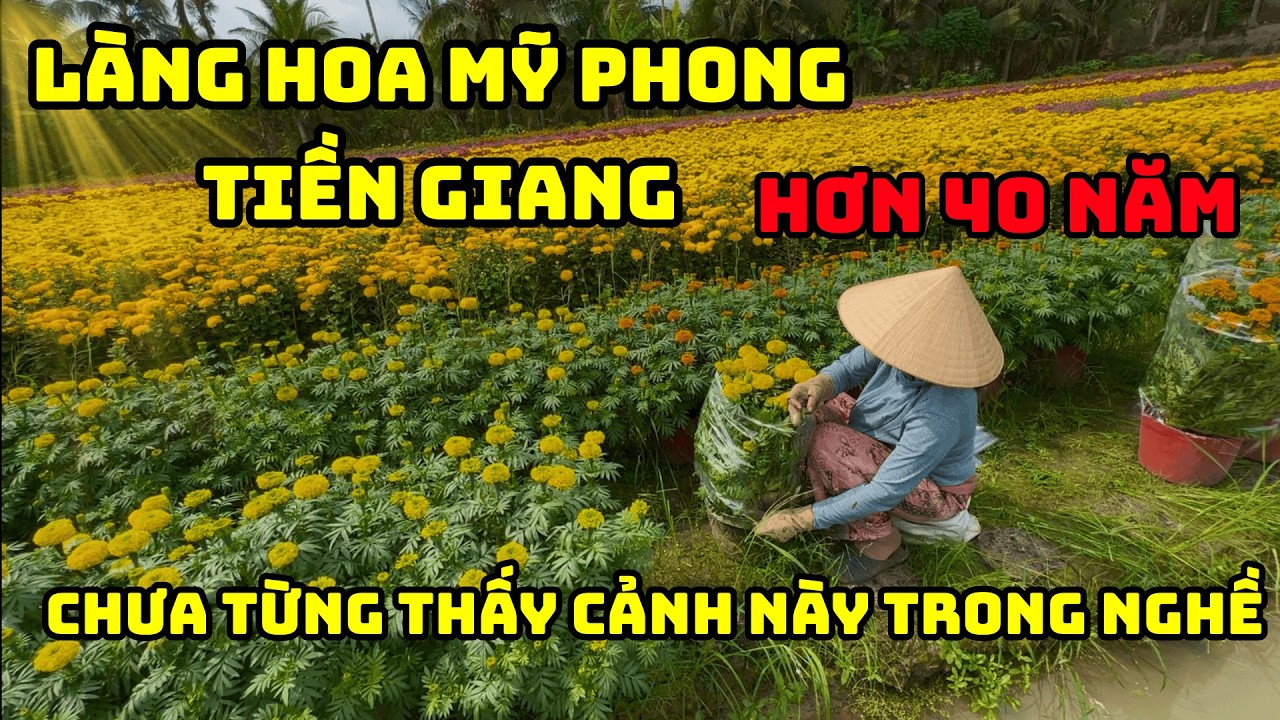 LÀNG HOA TẾT 2026 TẠI MỸ PHONG TIỀN GIANG : Hơn 1 Vạn Chậu Hoa Tết Sẽ Ra Sao 