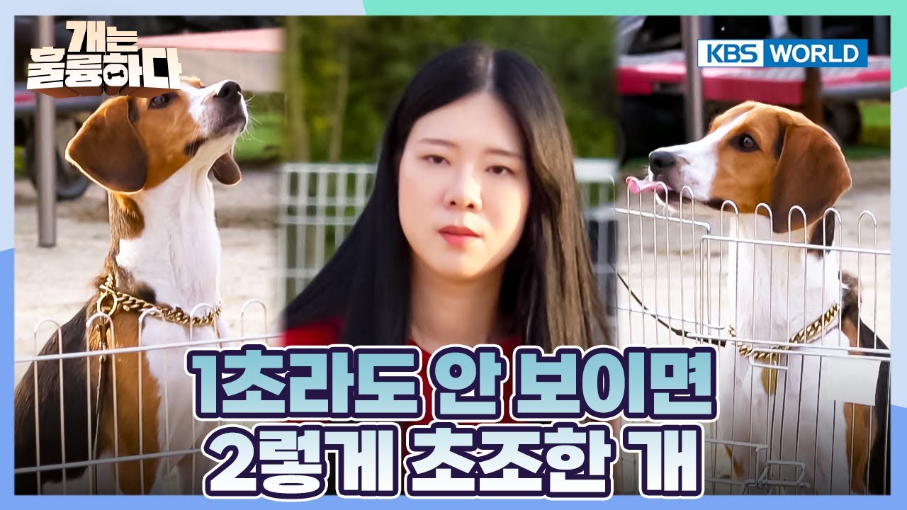 How to Train Your Dog to Wait⏳ [Dogs Are Incredible:Ep.3-4] | KBS WORLD TV 251202