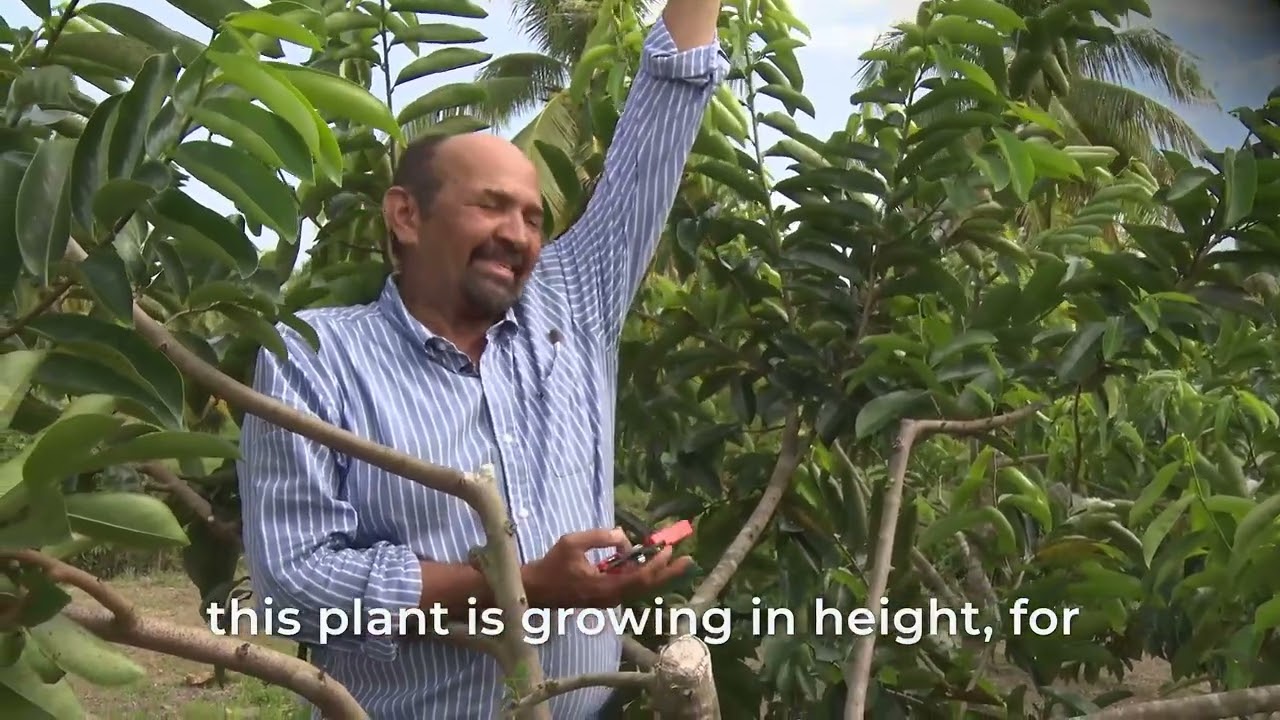 Soursop Production Techniques- A training for Belize