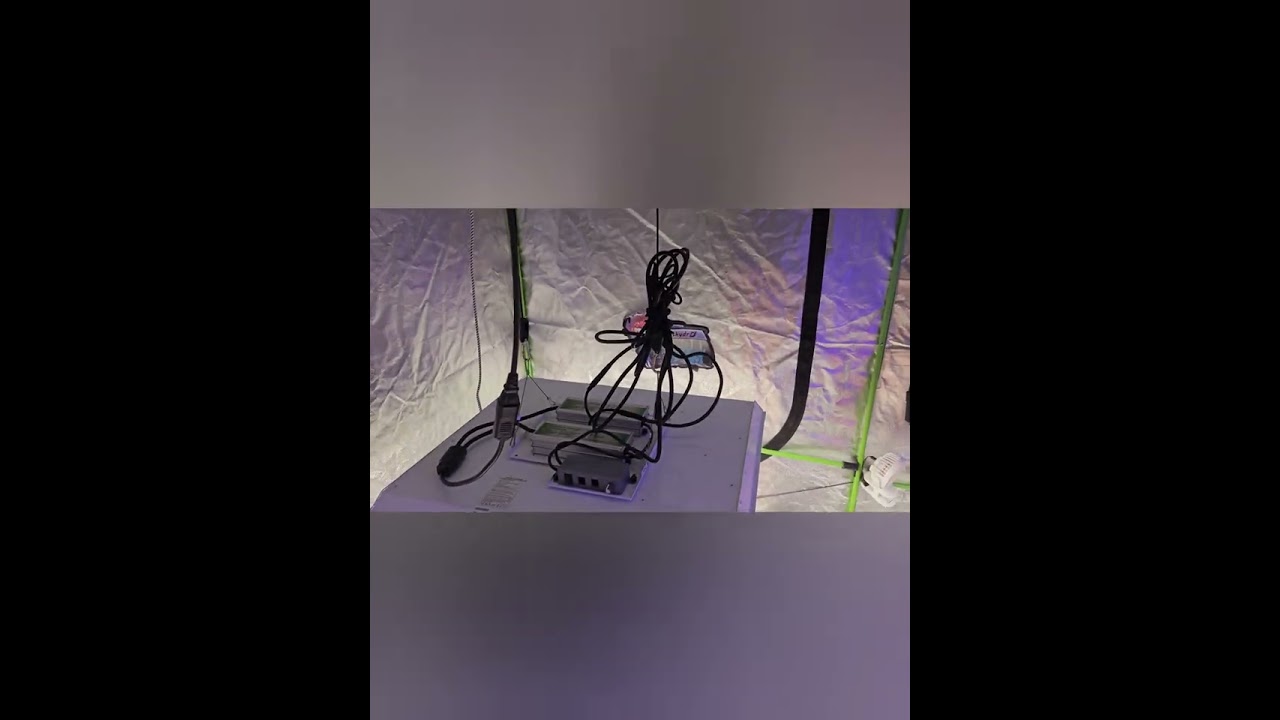 Purple Punch Auto and Amnesia Haze Week 2