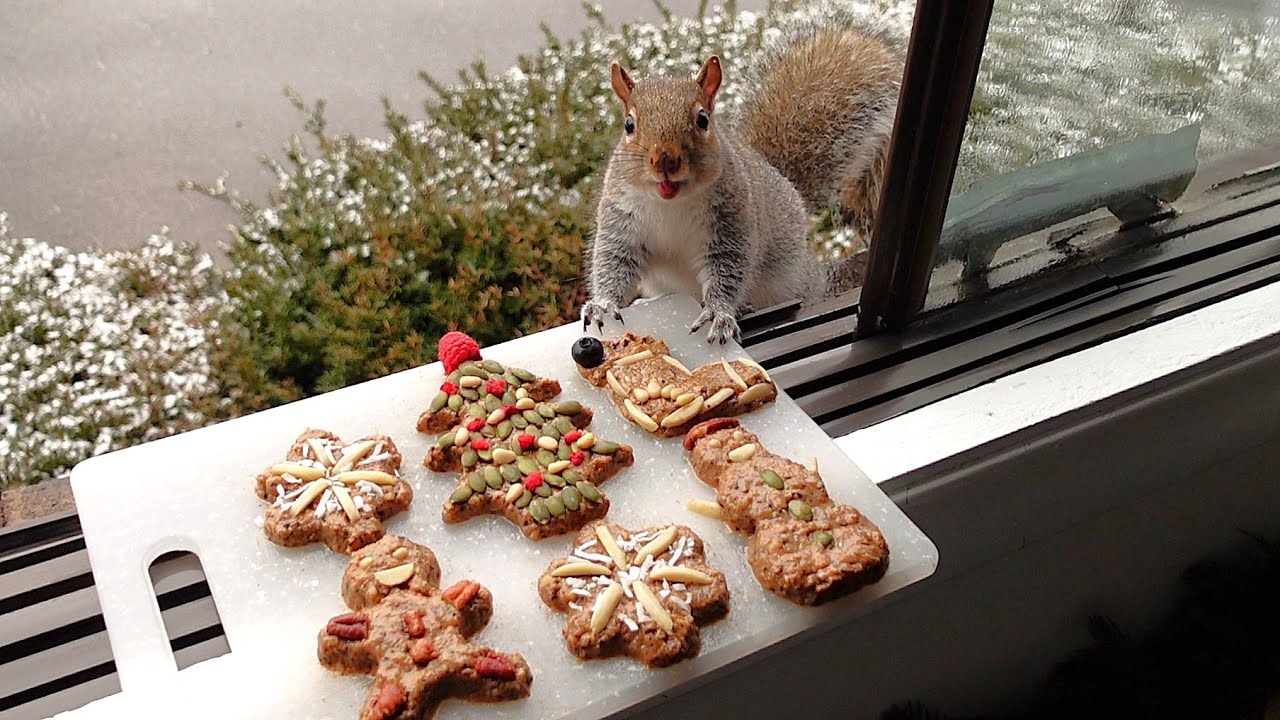 Squirrels' reactions to christmas cookies