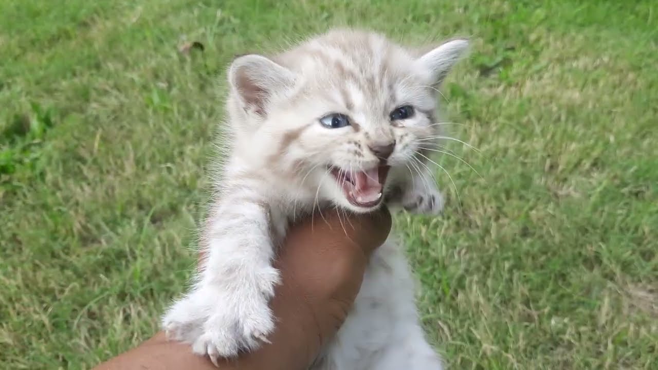 ANAK KUCING MEONG MEONG CAPEK BERMAIN TIDUR DIEMBER OREN TERIAK²