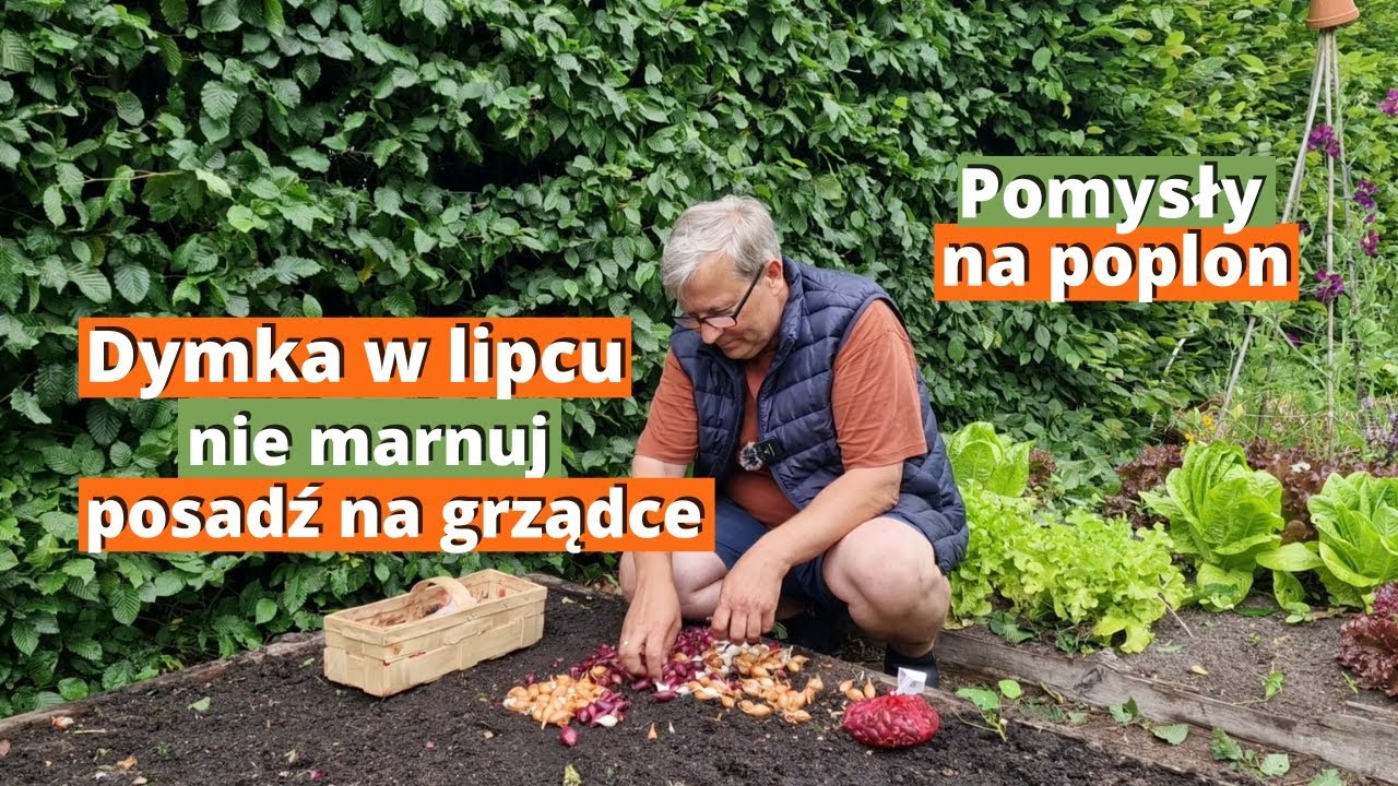 Cebula dymka w lipcu na szczypior. Pomysły na poplony w warzywniku.