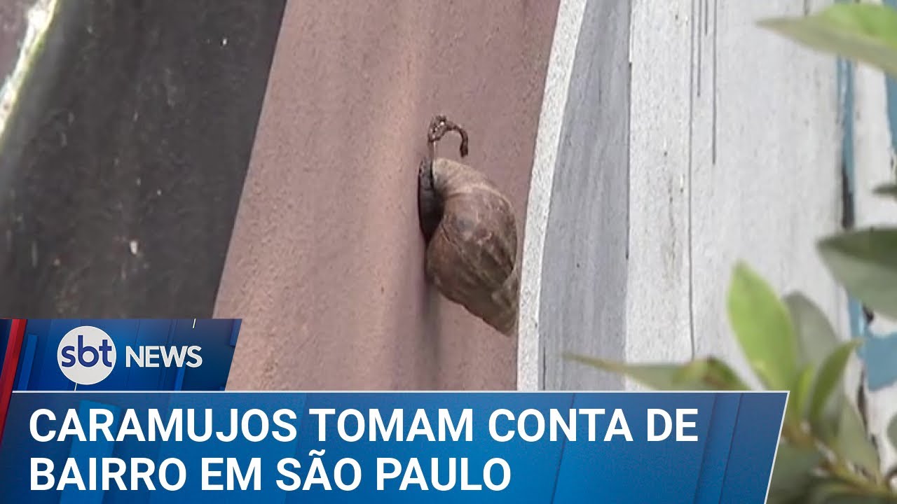SP: Infestação de caramujos africanos preocupa moradores de Pinheiros | #SBTNews (10/02/25)