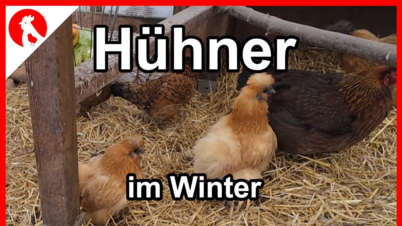 F265 Meine Hühner im Winter   - Jensman and the Huhns