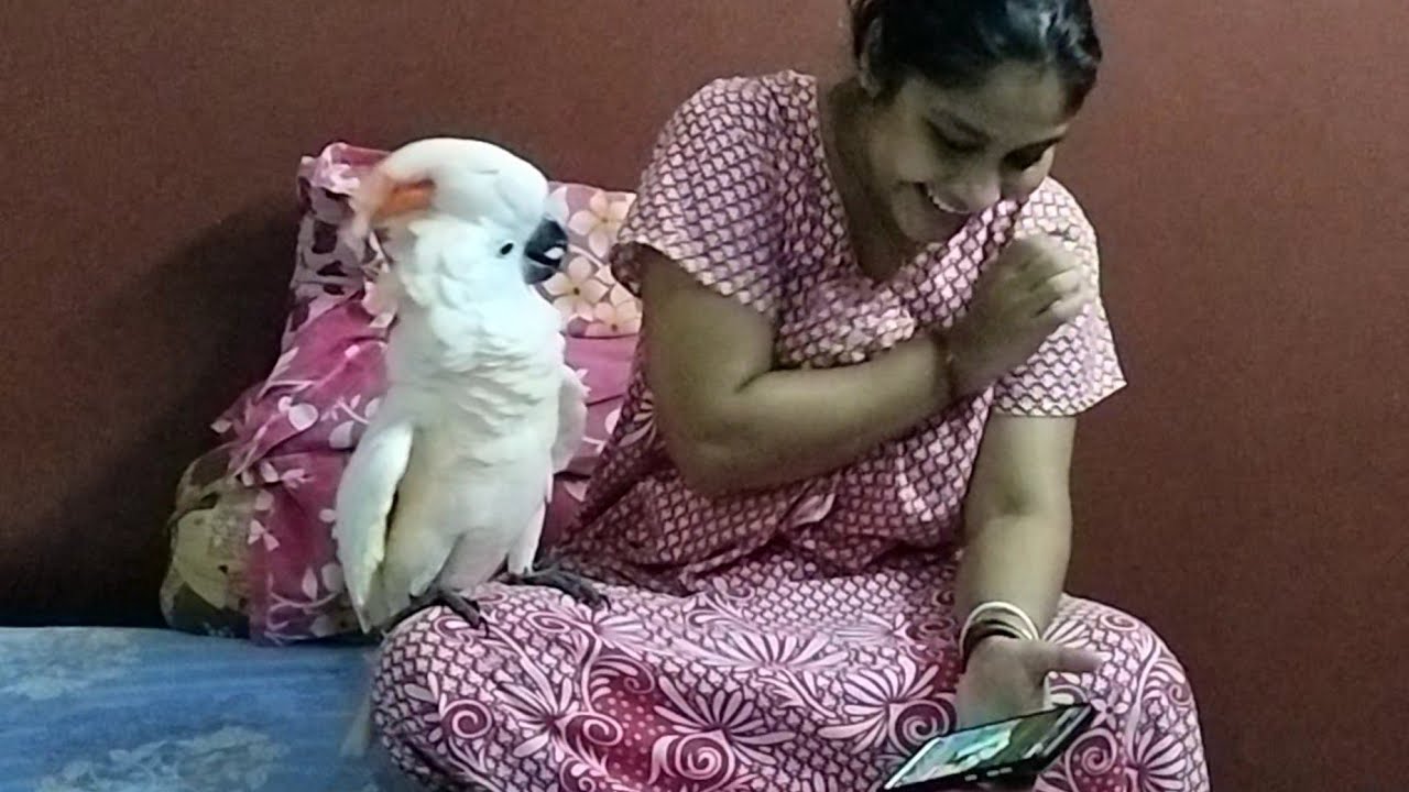 African Grey Parrot Sick in Summer | Angry Leo Molucan Cockatoo | Bengali Vlog