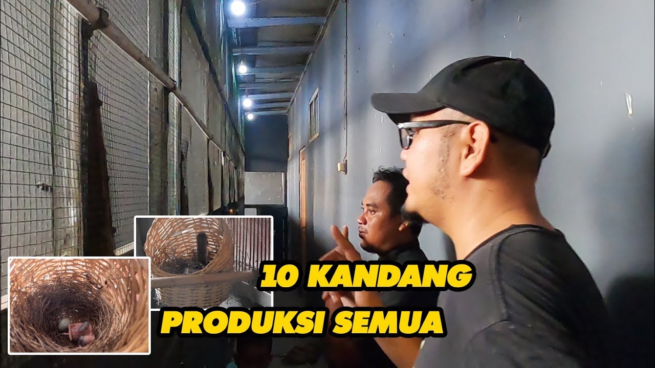 GAKJADI PUNAH !! DISINI ADA 10 KANDANG CIBLEK PUTIH ASLI JAWA PRODUKSI SEMUA
