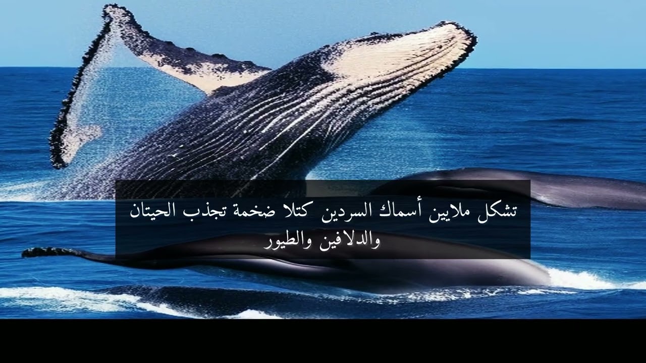 عجائب هجرة الأسماك: رحلات البقاء المذهلة