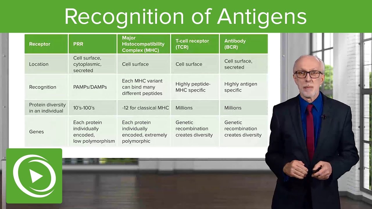 Recognition of Antigens: Receptors & Antibodies – Lymphocyte Development | Lecturio