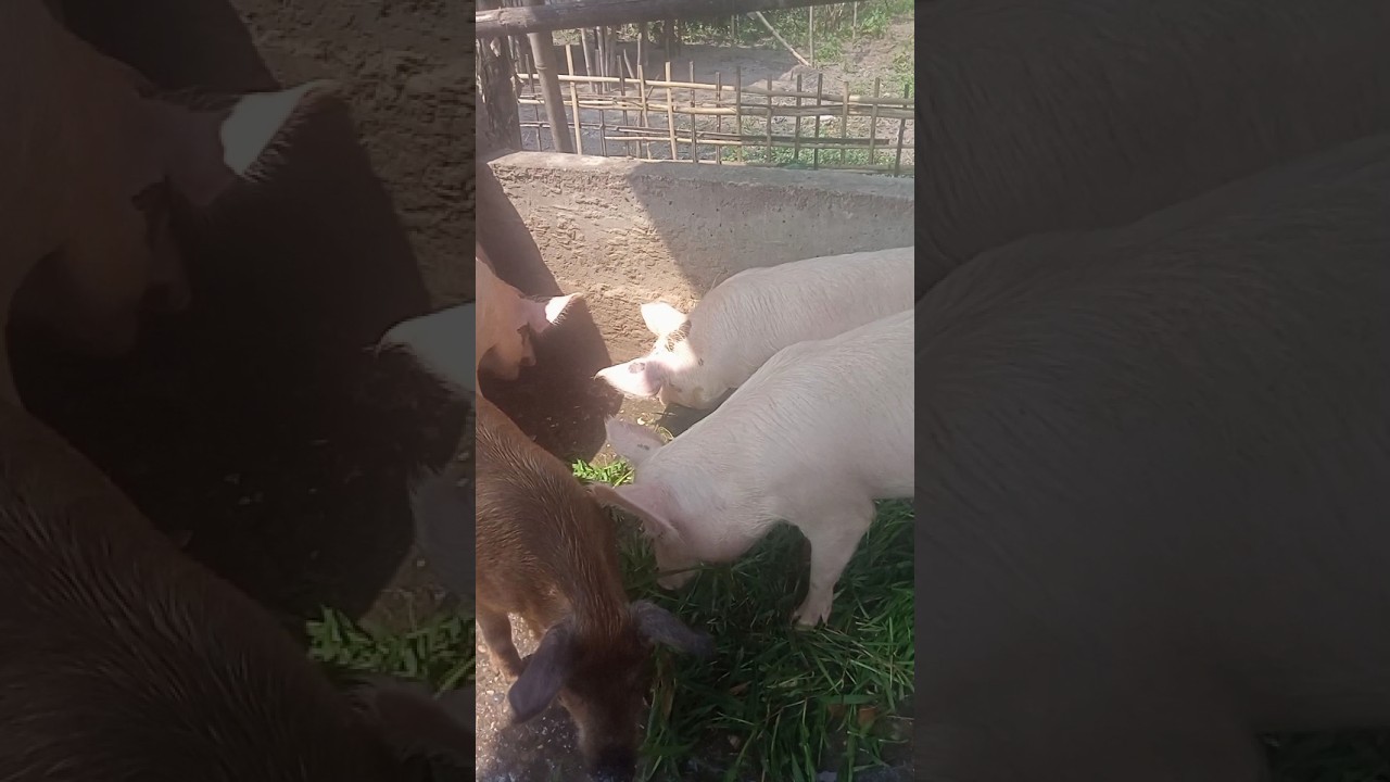 pig farm in assam/Assam piggary farm/ #pig #farm #animals #pigraising
