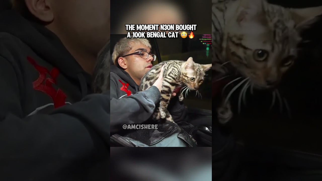Момент, когда N3on купил бенгальскую кошку за 100 тысяч #n3on #n3onclips