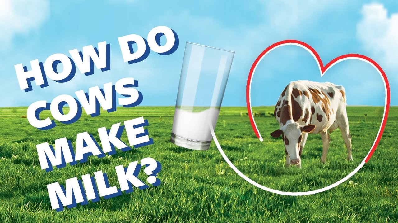 How Do Cows Make Milk? | Ask Organic Valley