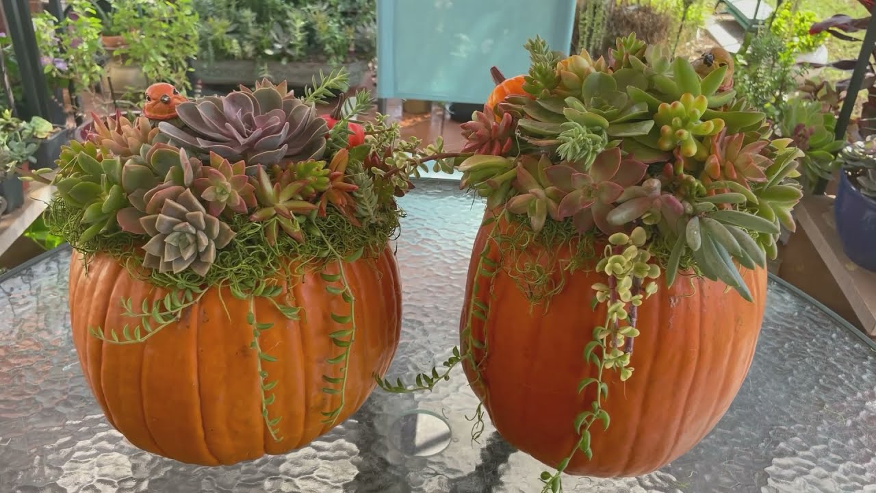 Pumpkin Succulent Centerpiece