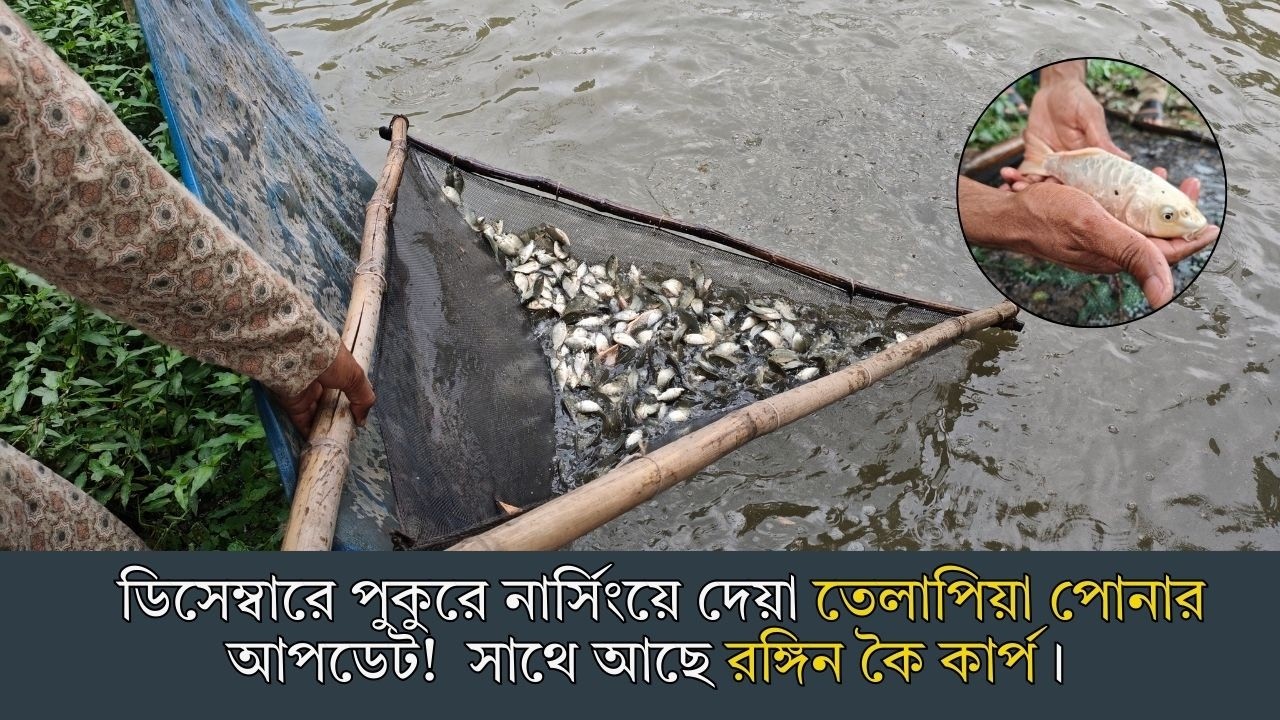 ডিসেম্বারে পুকুরে নার্সিংয়ে দেয়া তেলাপিয়া পোনার আপডেট!  সাথে আছে রঙ্গিন কৈ কার্প।