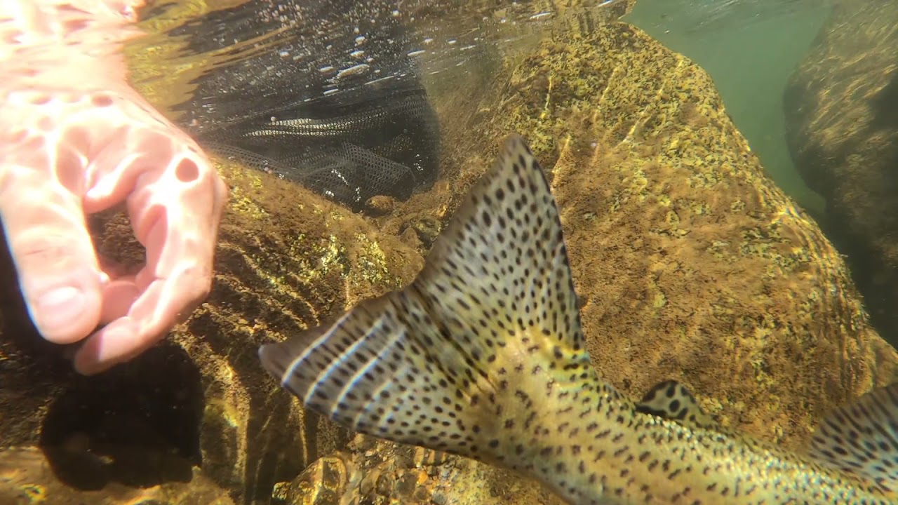 North Fork of the Feather River, Hwy 70 trout fishing