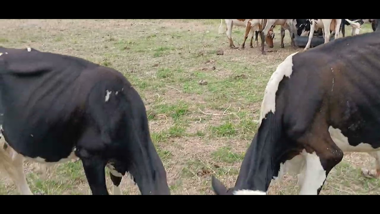 Bom dia a todos mais um vídeo top aqui da roça.🌵