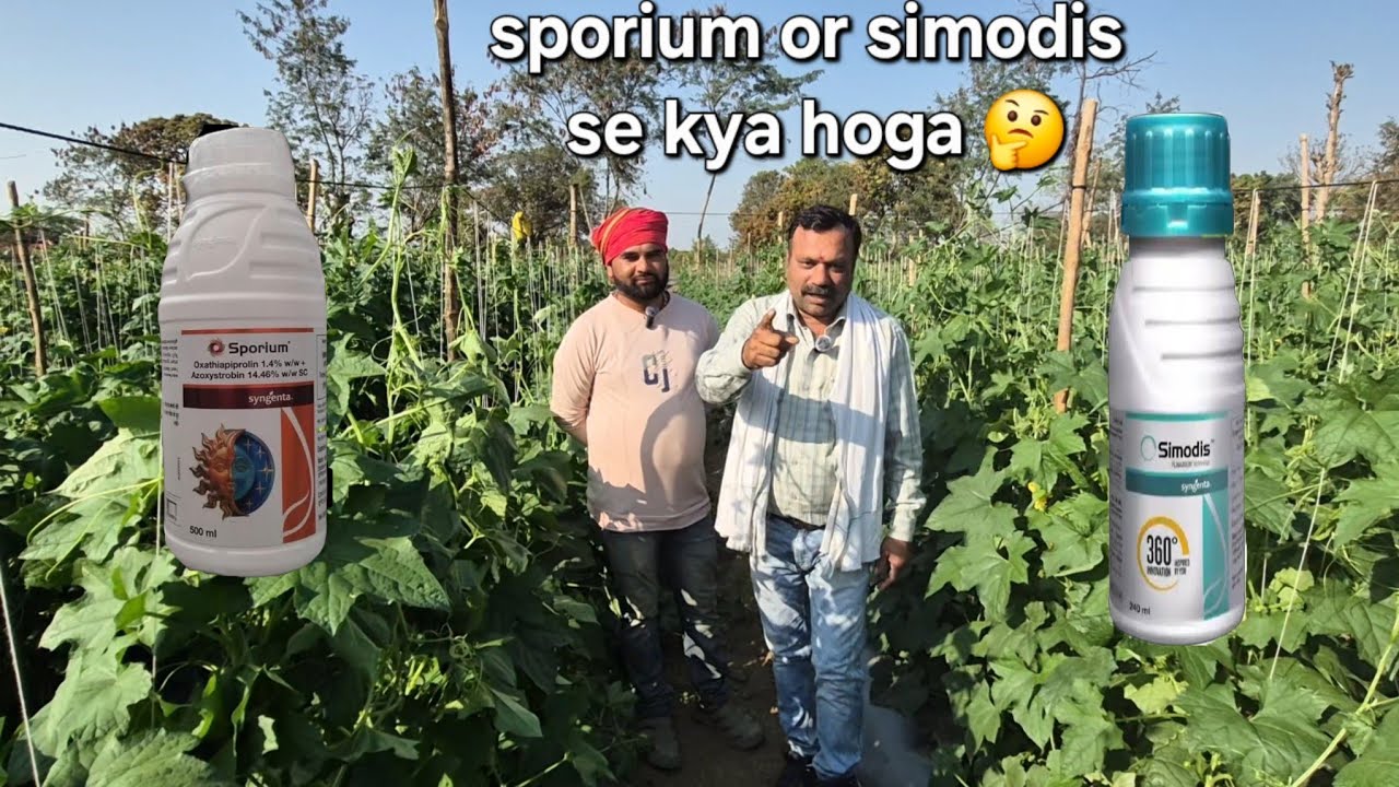Sporium or simodis ke sandar result