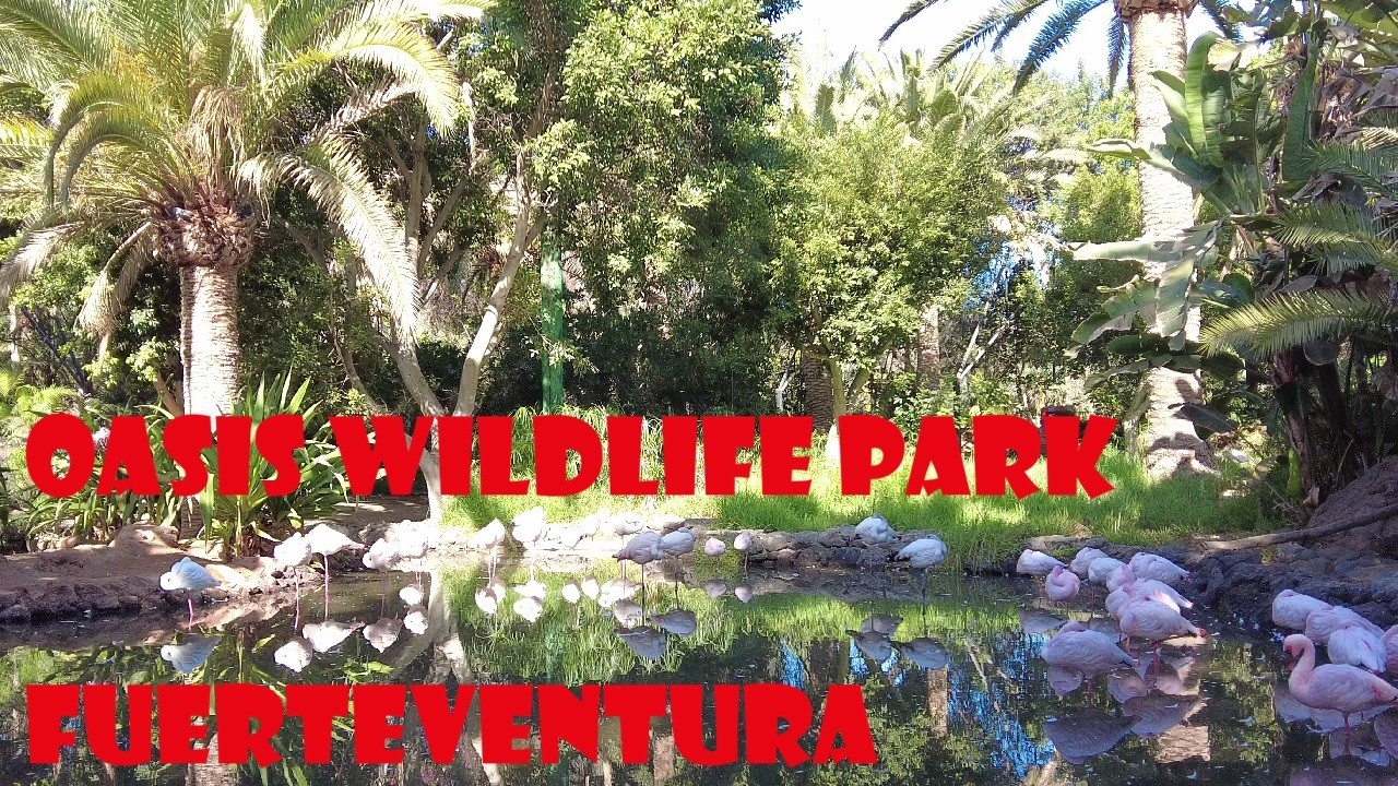 Oasis Wildlife Park Fuerteventura, Canary Islands