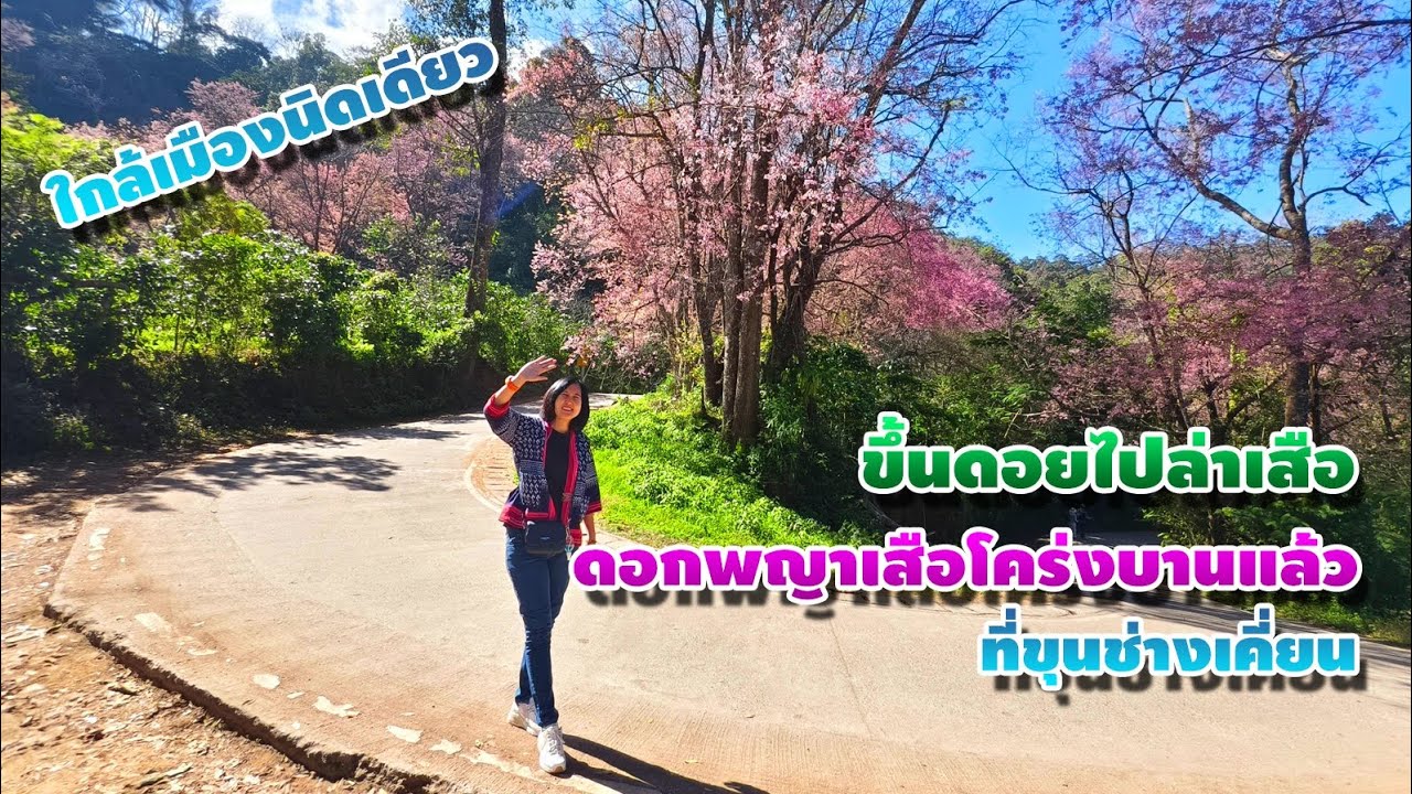 ใกล้เมืองนิดเดียว ขึ้นดอยไปล่าเสือ ดอกพญาเสือโคร่งบานแล้วที่ขุนช่างเคี่ยน เชียงใหม่