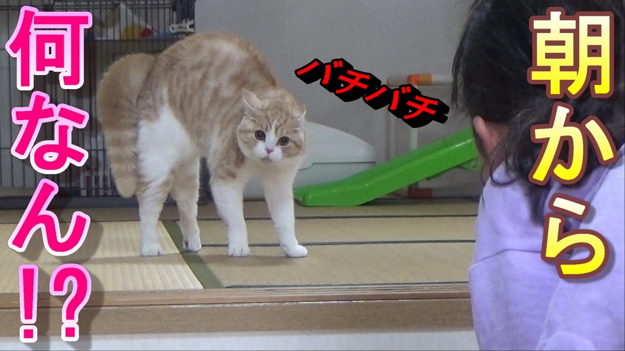 やんのかステップでオラオラな猫と娘(笑)【スコティッシュフォールド】