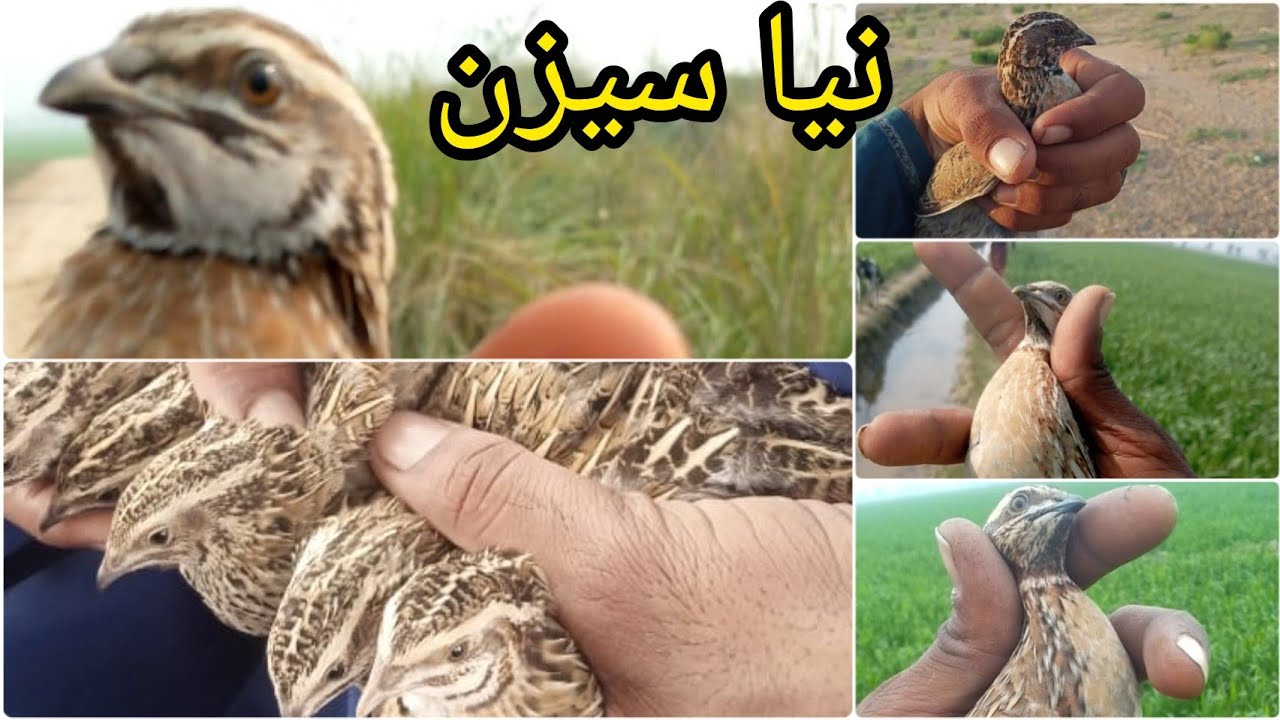 New season ka shikar 2024 | Latest quail hunting | بٹیر کا نیا شکار