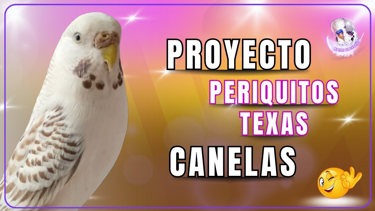💎 PROYECTO: Cómo obtener PERIQUITOS TEXAS CANELAS (5 Cruces Clave)