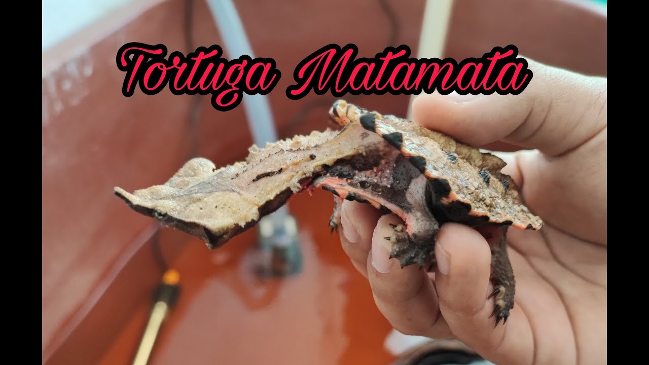 TORTUGA MATAMATA - MI NUEVA MASCOTA