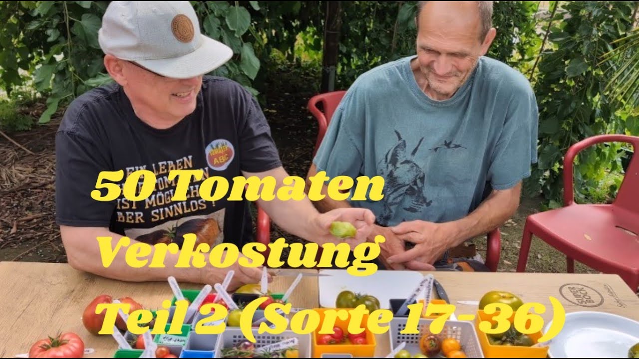50 Tomaten Verkostung Teil 2 #tomaten #tomato #garten #tomat #garden #gardening