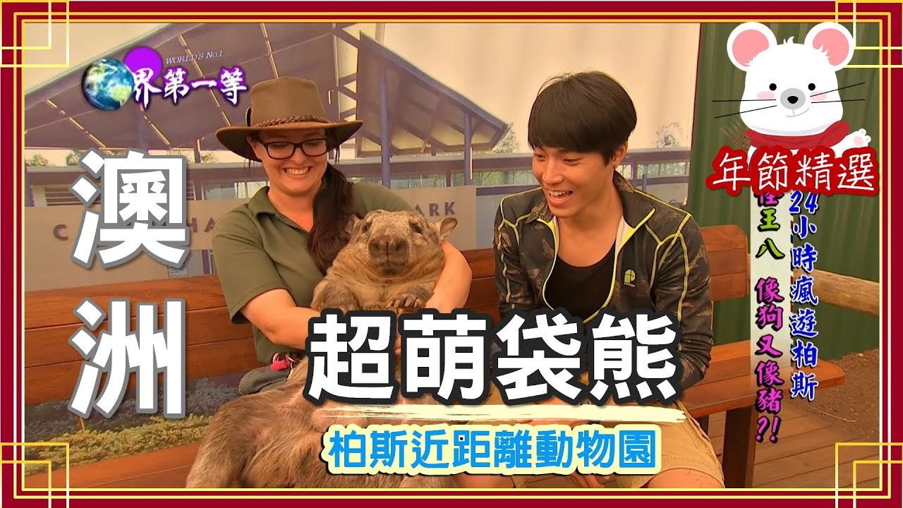 【澳洲】柏斯最大近距離動物園(貓頭鷹語言/袋鼠日光浴/無尾熊寶寶/袋熊)｜《世界第一等》年節精選版