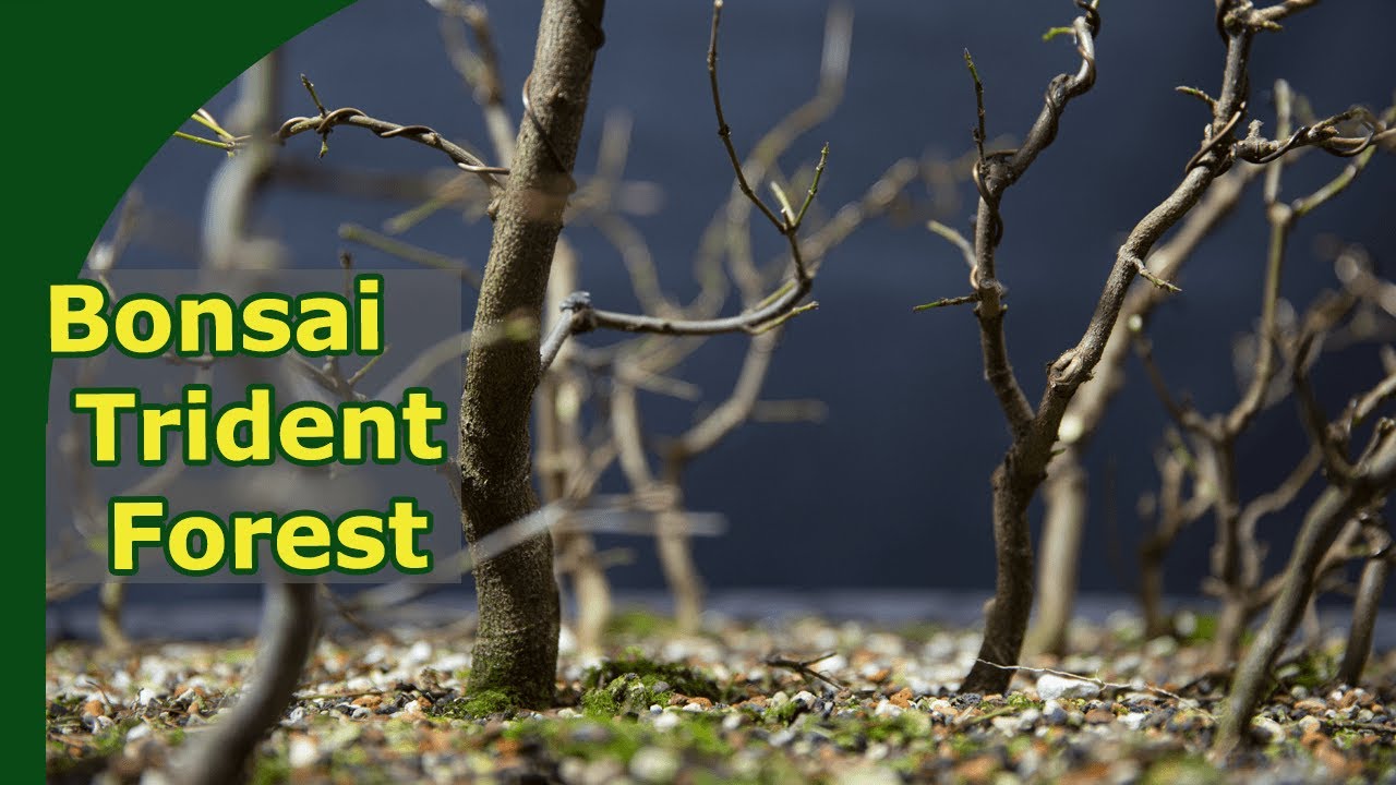 Pruning and Wiring |Trident Maple Forest Development in Winter