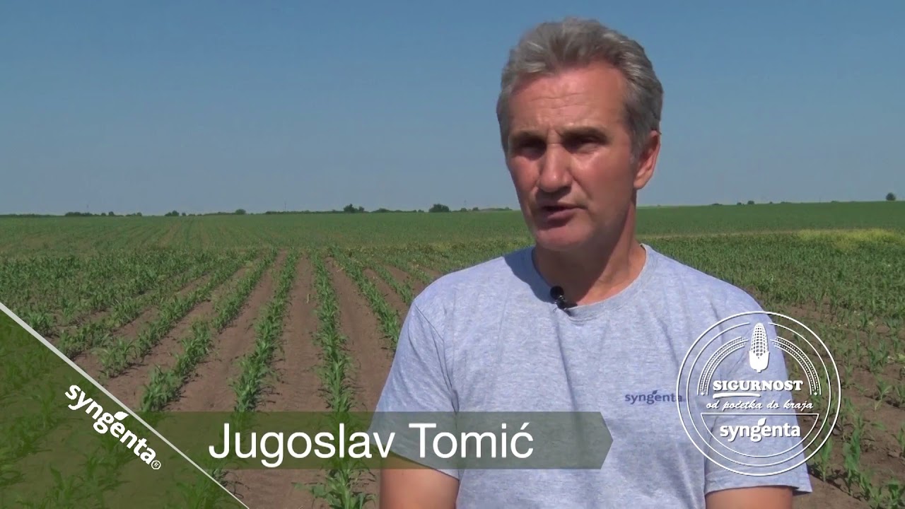 Zastita kukuruza sa preparatom Milagro Plus, Syngenta - U nasem ataru 738