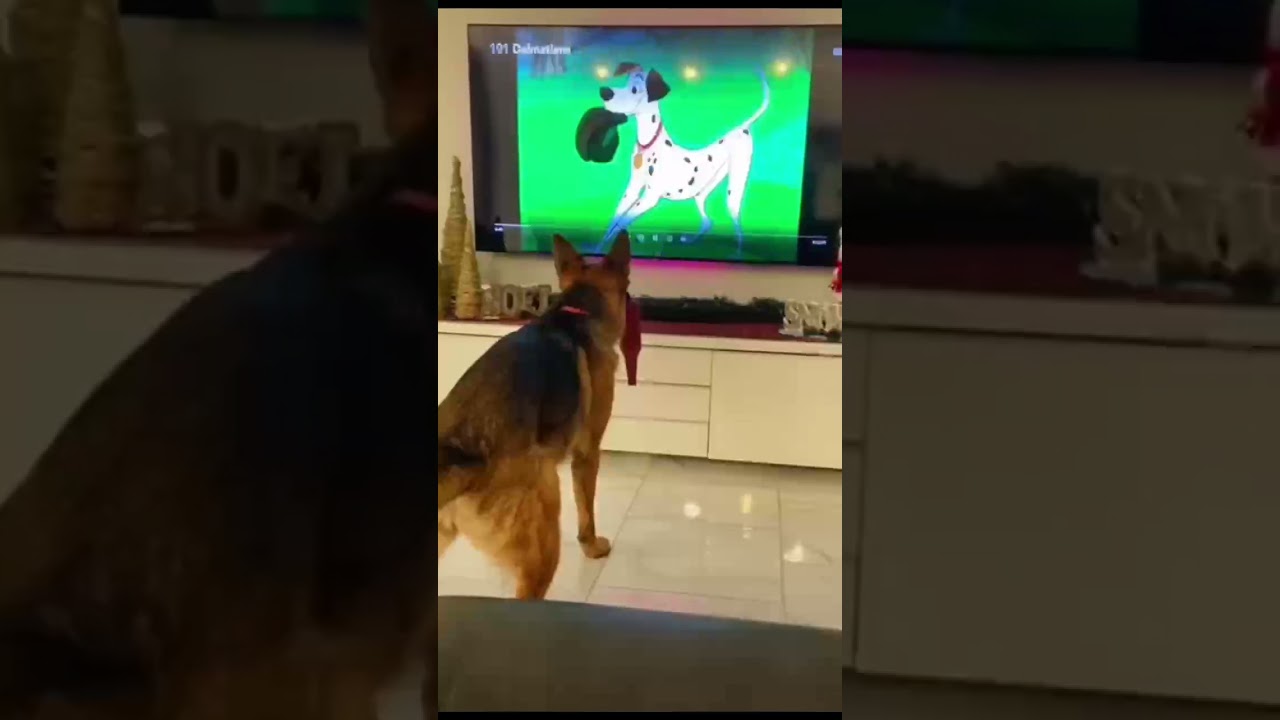When Pet watching TV