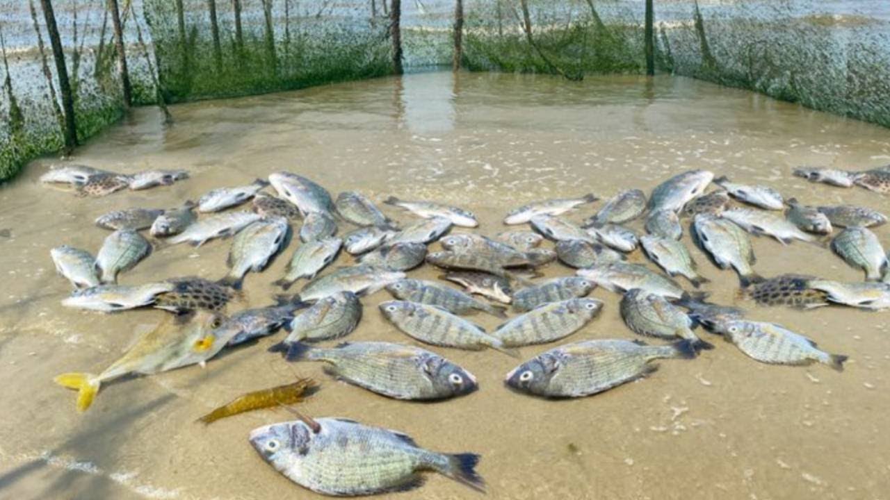 阿聪赶海发现鱼群扎堆搁浅，一个人抓了大半桶，这次赚大钱了【渔岛阿聪】
