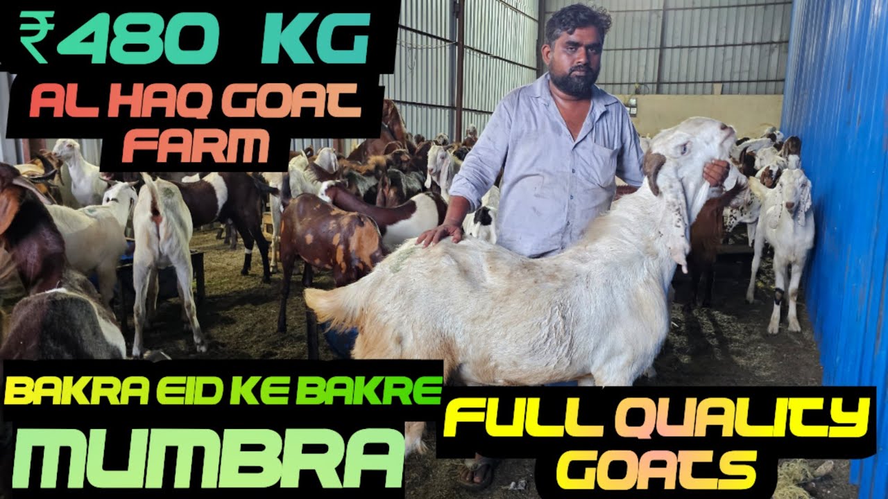 ₹480/- Full quality Goats at Al Haq Goat Farm, Mumbra.