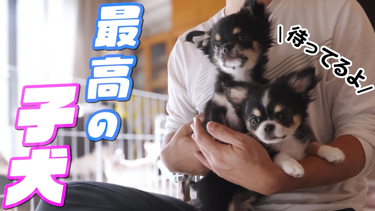 【ご家族募集中】超絶良い所だらけの最高の仔犬を紹介します！