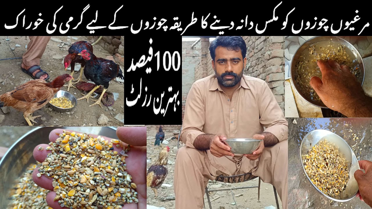 murgiyo🐤chozzo ko mix dana dane ka tarika chozo ke liye garmi ki khurak #vlog #chicks