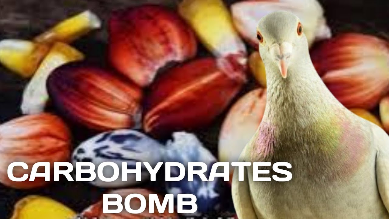 The Carbohydrates bomb with different varieties and colors - Racing Pigeons Maize
