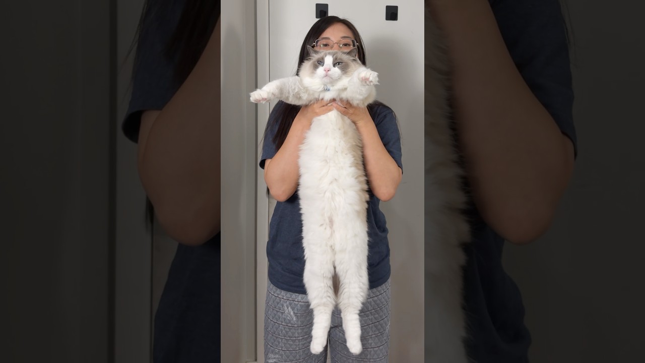 Как Додо реагирует на распространенные кошачьи позы #кот #рэгдоллс