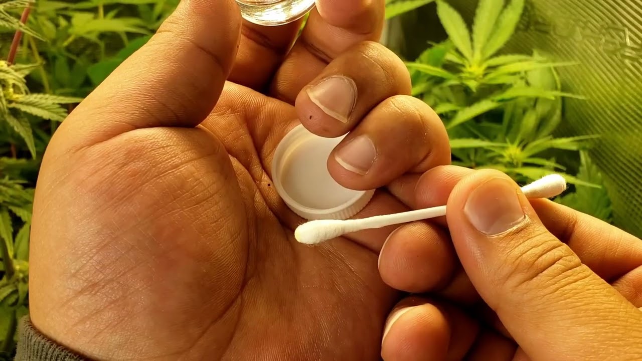 How to Pollinate: Cannabinology Silver Thiosulfate Tutorial Part 3