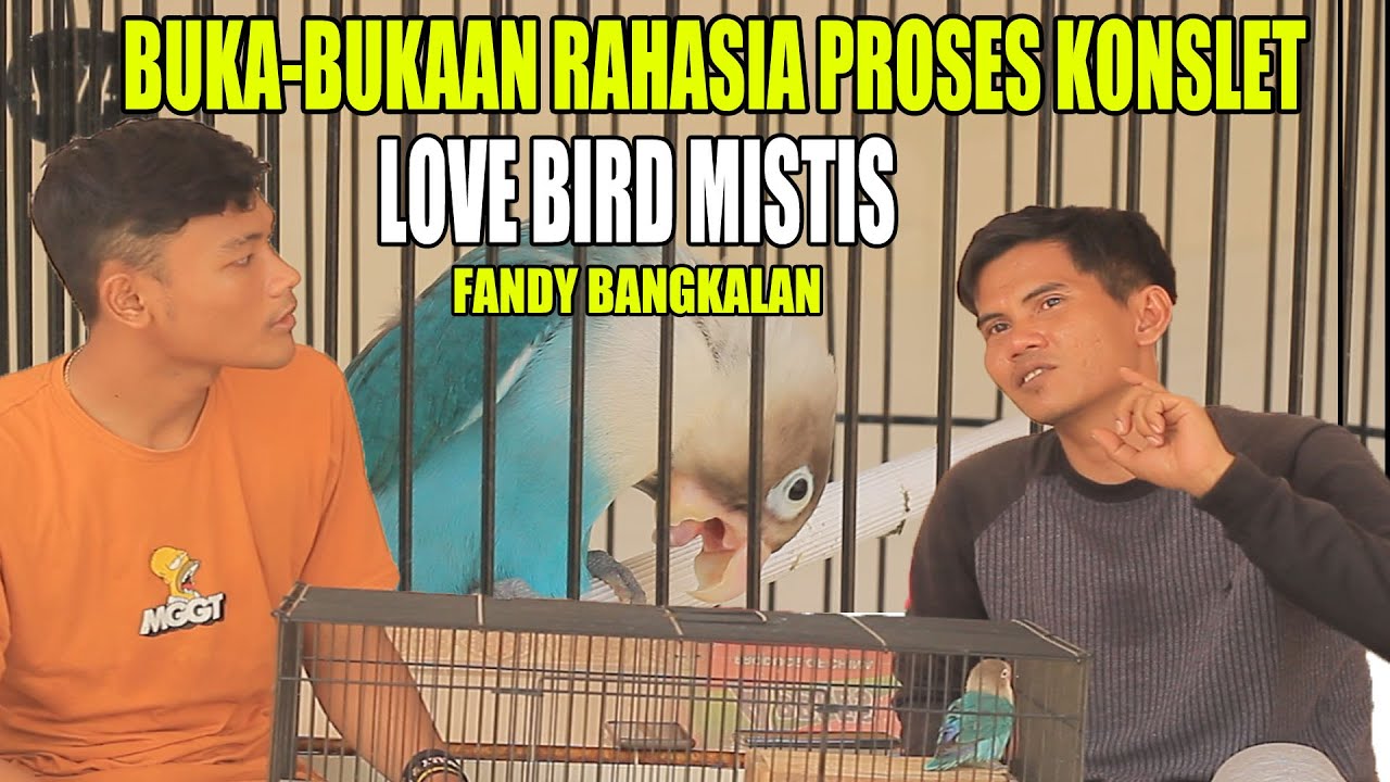 RAHASIA PROSES KONSLET LOVE BIRD MISTIS MILIK FANDI-BANGKALAN