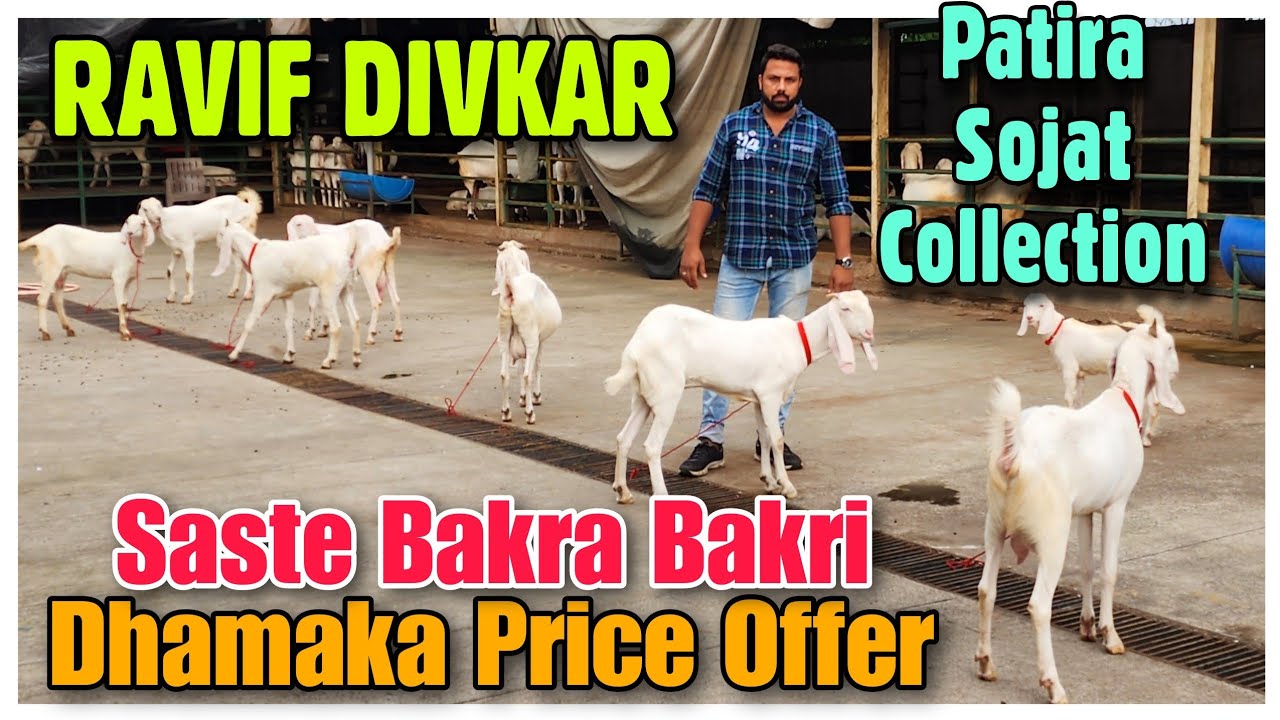 Saste Patira Sojat Bakra Bakri RAVIF DIVKAR | Dhamaka Price Offer Patira Goat |@Rizwankranti