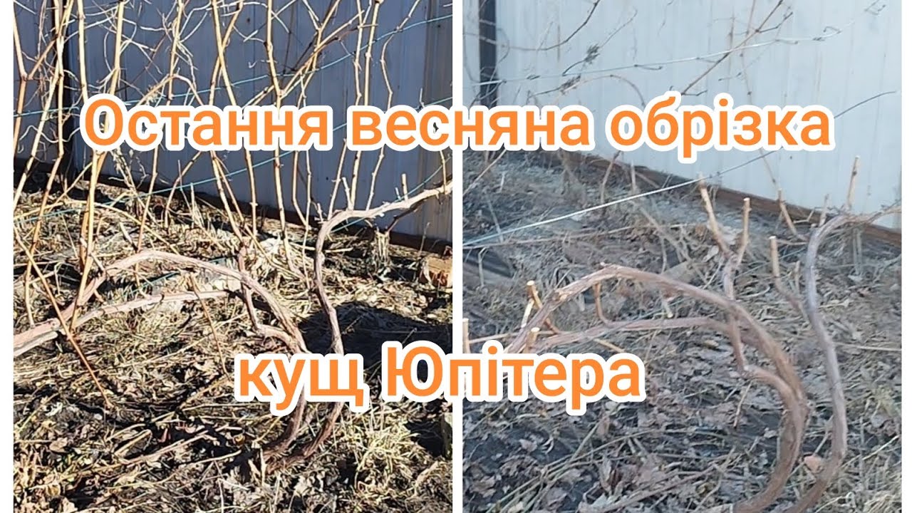 Юпітер. Обрізка на ріжки у березні. + відводки