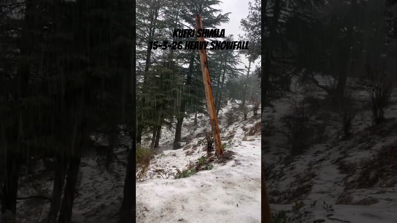 Kufri Shimla today heavy snowfall #shortsfeed  #kufrisnowfall #kufri #shimla #shimlatouristplaces