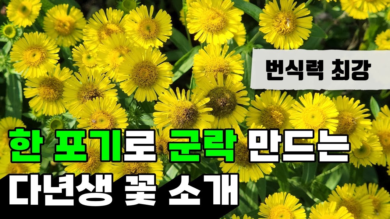 한 포기 들여놓으면 군락을 이루는 다년생 꽃 | 정원에 들이면 안 되는 꽃