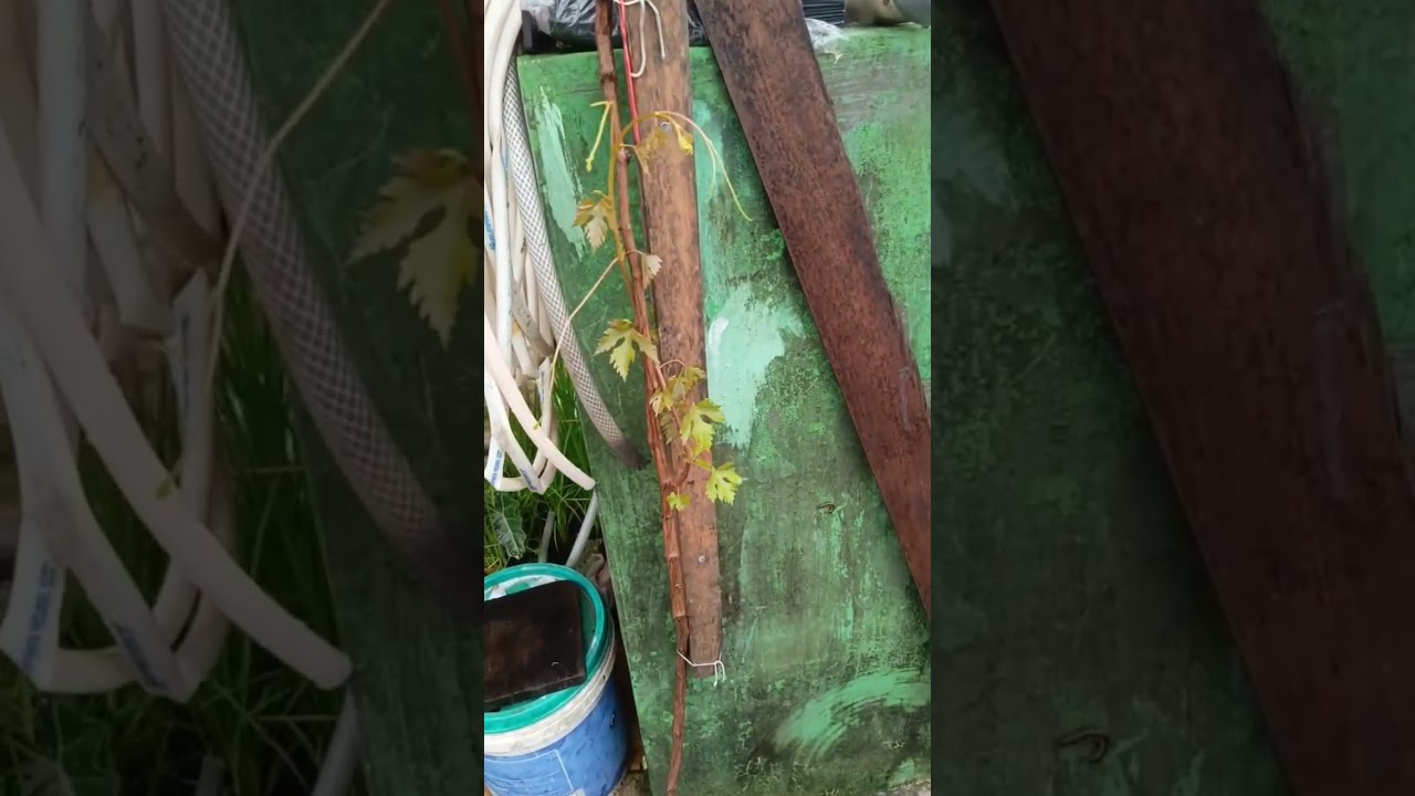 tumbuh cabang di batang primer