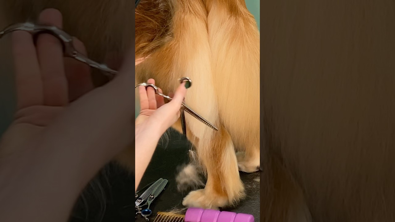 Here&rsquo;s how I trim a natural rear on a double coated dog.