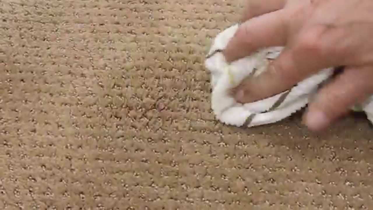 How to Clean Blood Out of Carpet | Carter's Carpet Restoration