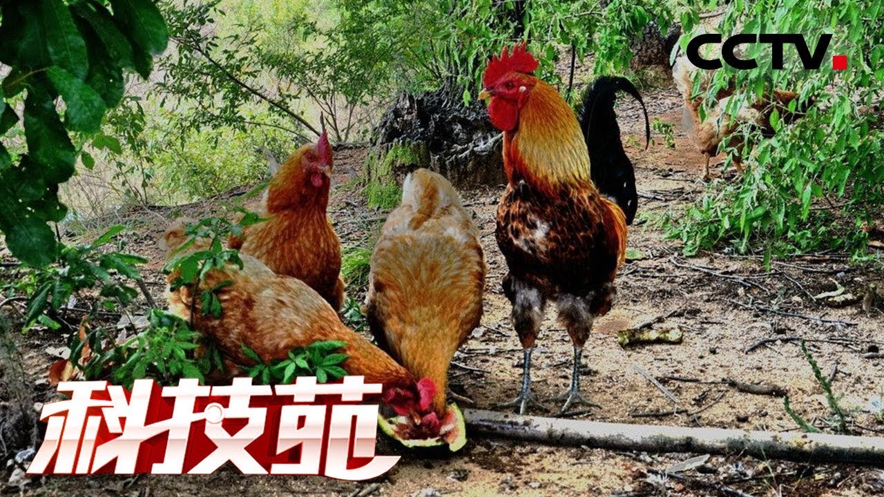 《科技苑》 20180605 吃石头的土鸡变金鸡 | CCTV农业