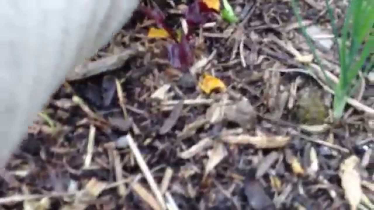 jardinage sans travail du sol sur mulch et compost vert de déchets végétaux