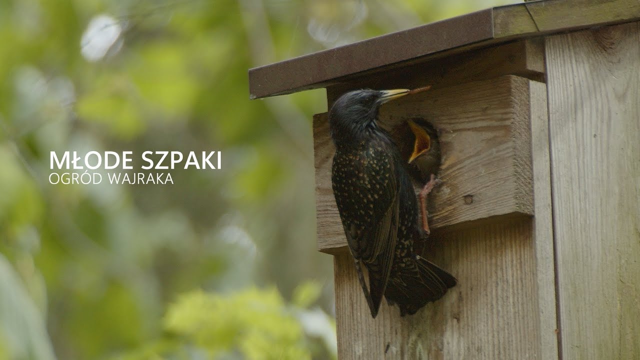 Młode szpaki / Young Starlings